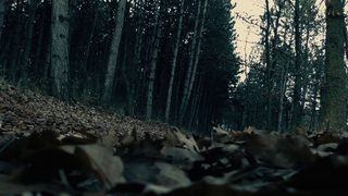 Moth still 8