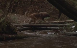 The Call of the Wild: Dog of the Yukon still 6