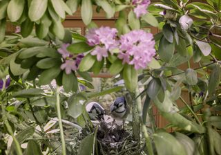 Backyard Wilderness still 3