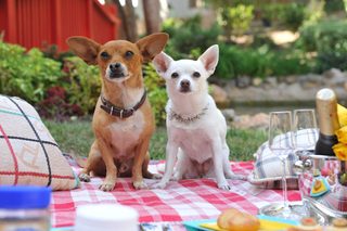Beverly Hills Chihuahua 3 - Viva La Fiesta! still 4