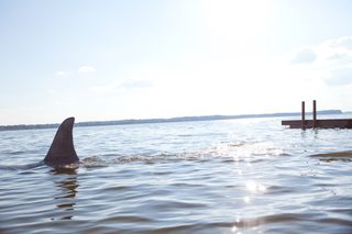 Shark Night 3D still 7