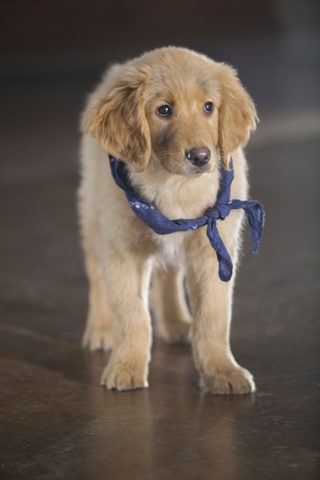 Treasure Buddies still 6