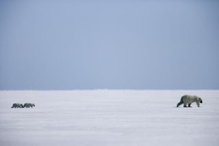 Arctic Tale still 3