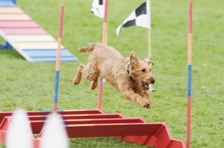 Firehouse Dog still 8