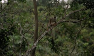 The Green Inferno still 4