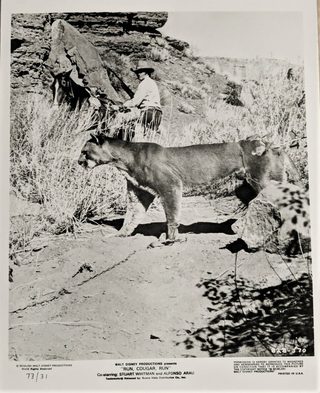Run, Cougar, Run still 8