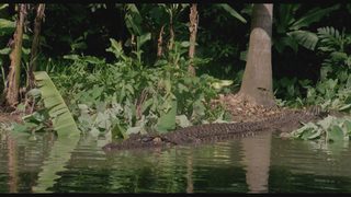 Killer Crocodile still 5