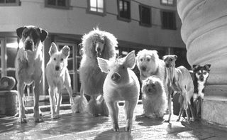 Babe: Pig in the City still 5