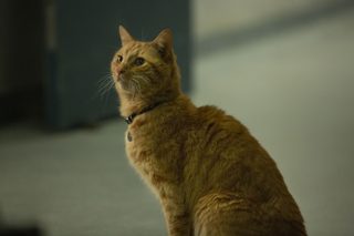 Captain Marvel still 3