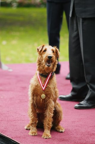 Firehouse Dog still 1