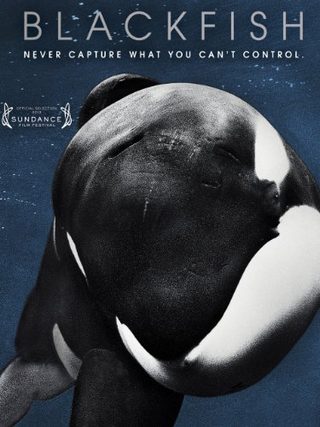 Blackfish still 1