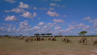 An Apology to Elephants still 3