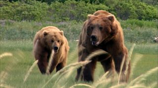 Grizzly Man still 8