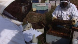 Vanishing of the Bees still 3