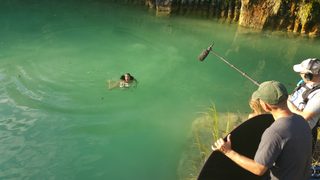 Crocodylus still 5