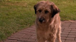 Dr. Dolittle: Million Dollar Mutts still 2