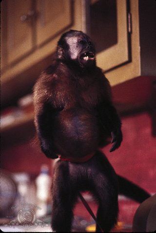 Monkey Shines still 3