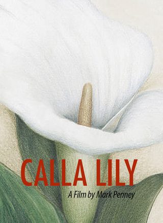 Calla Lily still 1