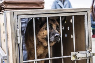 A Dog Named Palma still 8