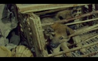 Men and Wolves still 5
