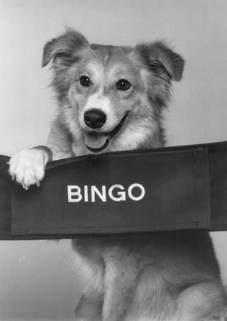 Bingo still 2
