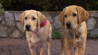 Marley & Me: The Puppy Years still 4
