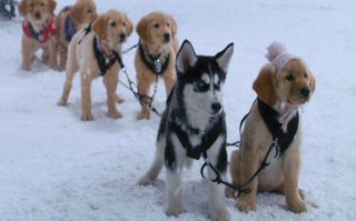Snow Buddies still 7