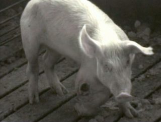 Earthlings still 8
