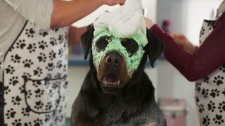 Show Dogs still 3